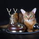 Image for article titled Hey, Ladies — Cat Calls are Flattering! Deal With It